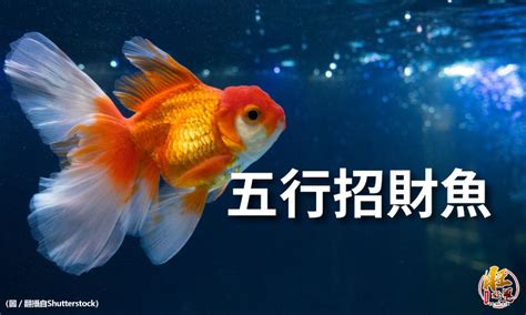 魚 數量 風水